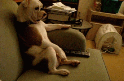 Six Cutest Dogs in love with their couches! Funny Dog GIFs